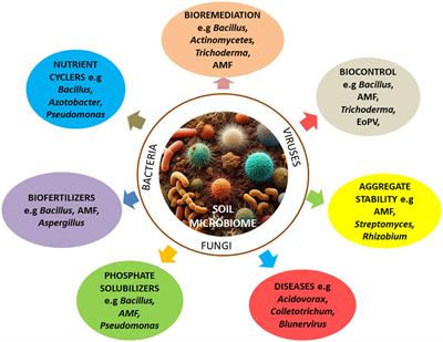 Understanding and exploring the diversity of soil microorganisms in tea (Camellia sinensis) gardens: toward sustainable tea production